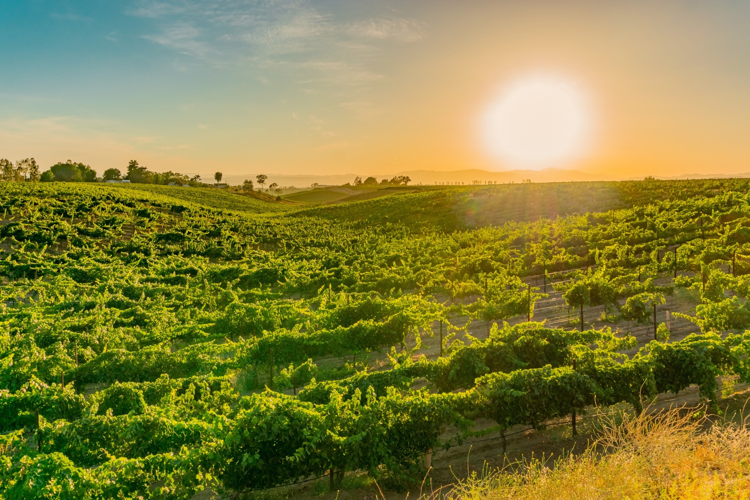 The sun and it's rays shine on  a Temecula California